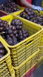 salak pondoh grade A - untuk paket 3 kilo