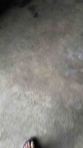 salak pondoh pronojiwo (salak KRIL/ salak KECIL) 1 kg- langsung dari petani