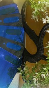 Mặt nắp lưng Xiaomi Mi 9SE hàng chuẩn giá tốt