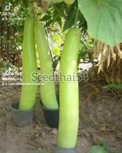 เมล็ดน้ำเต้า ลูกยาว 30-50เมล็ดยาวลูกยาว