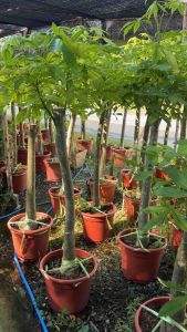 ศุภโชค ไม้มงคลแบบลำต้นเดียว ปลูกประดับ ฟอกอากาศ