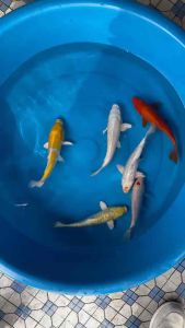 JAPAN KOI LOCAL BREED 9/10” PREMIUM GRADE 6pcs COMBO at RM1080 only + shipping RM80