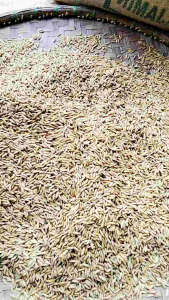 Benih padi IR MUTIARA SUPER UNGGUL KEMASAN 5KG