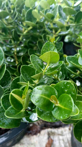 หีบไม้งาม กระถาง 11 นิ้ว ไม้มงคลต้นสวย (กทม)