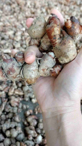 củ địa liền tươi (xá kén) củ to sạch 1kg KHÔNG LẪN CỦ NON