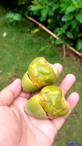 BULULUK/BELULUK/TEMBULUK/BUAH KELAPA MUDA KECIL/Pcs ...OBAT HERBAL TRADISIONAL