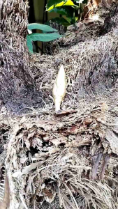 Ageman Besi Kuning Kembang Kantil kuno