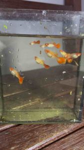 Guppy Koi Snakeskin/ Gapi Koi Snakeskin/ Guppy Koi