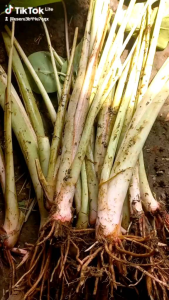 BIBIT TALAS KHAS BOGOR PER 10 POHON