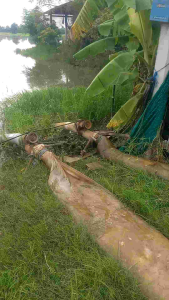 สายส่งน้ำผ้าถุงลม 12"นิ้ว10 m 12 m 15 m20 m-60m บ่อกุ้ง บ่อปลา สูบน้ำข้ามถนนรถผ่านได้ ทน ไม่แตก