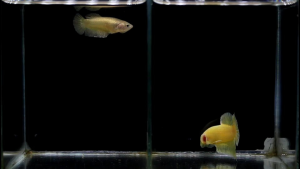 ปลากัด 1คู่ ผู้เมีย สีทอง สูงสุด สำหรับการผ่อนไป ซูเปอร์โกลด์ ถี่แข็งแรง ตรงปก พร้อมรัด คัดเกรด มีรับประกัน