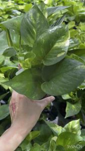 พลูด่าง ไม้ฟอกอากาศ ไม้เลื้อย ตั้งที่โต๊ะทำงานในห้องนอนห้องน้ำได้หมด เลี้ยงในน้ำได้ พร้อมส่งกระถางดำ 4 นิ้ว