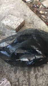 Essen kapsul premium gacor 2x pakai