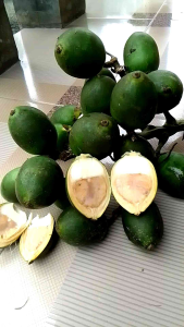 pinang segar herbal alami 1 og termurah jambe segar asli produk lokal