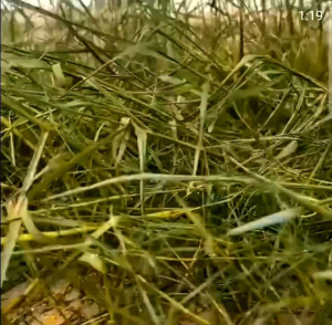 Kill Grass Panda Raja Pembunuh Hama Gulma | Membasmi Lebih Dari 100 Jenis Hama dan Gulma Membandel