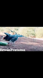 ALAT PIKAT RUAK RUAK KAREO / PEMIKAT BURUNG KAREO