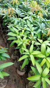 BIBIT TANAMAN MANGGA UNGGUL Yang Berasal Dari Kinabalu Malaysia. Mangga ini terkenal berkat ukurannya yang tak lazim. Mangga ini diklaim sebagai mangga dengan ukuran paling jumbo diantara mangga lainnya