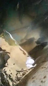 maggot hidup 1kg grade A+ umur 14-18 hari