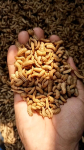 maggot hidup 400 gram