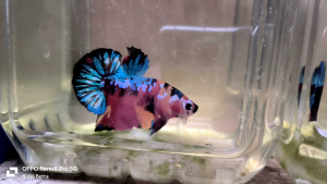 ikan laga -hmpk aoc （male）13／7 color strong