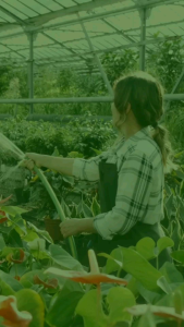 INSEKTISIDA HECTOR 686SC 1 LITER