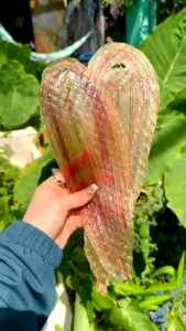 Khô Rắn Đồng Đặc Sản KHOMITA 500g 4Nắng khô sạch thấy là thèm. Đóng hút chân không đi được cả nước Ngoài