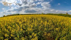 Vanzo Elegant Parfum Laundry Series & 3-IN-1 - Softener Blooming Jasmine / English Pear / Floral Radiance