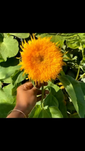 [10 BUTIR] BENIH BUNGA MATAHARI TEDDY BEAR (KEMASAN ORIGINAL)