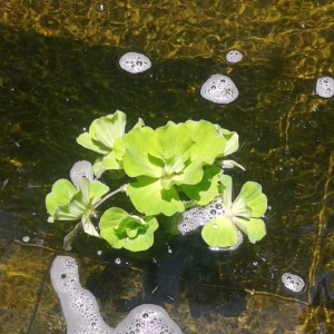 10 FOC 3 PIECES /POKOK KIAMBANG/AQUATIC PLANT/LIVE PLANT/AQUASCAPE NEED /AQUARIUM NEED /READY STOCK