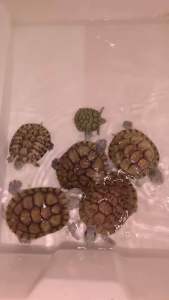 (Ready Stock) 6 in 1 high calcium turtles food combination universal type for Brazilian turtle grass tortoise snapping turtle dried shrimp dried fish dried mealworms