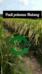 Benih Padi Agt 303: Kemasan 1 Kg Kualitas Unggul Original