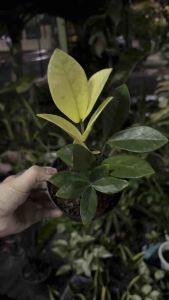 ต้นกวักมรกตยอดทอง หายาก เป็นที่นิยม ไม้มงคล ไม้สะสม กวักทอง กวักด่างทอง