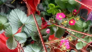 Pokok Strawberry Bunga Pink (strawberi Tristan )