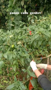 CABE GENDOT SEGAR 1 KG