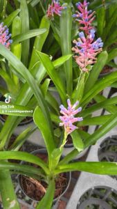 🍍#สับปะรดสีก้านไม้ขีด #ใบเขียว #ใบด่าง ดอกสวย 🌿สับปะรดสีจัดเป็นพรรณไม้ดูดสารพิษ ถึงแม้คุณสมบัติในการดูดสารพิษของสับปะรดสีจะไม่มากนัก แต่คุณสมบัติเด่นของสับปะรดสีคือ เป็นพืชที่คายออกซิเจนออกมาในเวลากลางคืนและดูดคาร์บอนไดออกไซด์เข้าไป จึงเหมาะที่จะปลูก