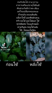 เปลือกหอยป่น หอยทะเล หอยบด หอยป่น มีแร่ธาตุมาก หัวหน้า 100% และ 19 ชนิดของโปรตีนวิตามิน สำหรับพืชและสัตว์ปีก ไม่ผสมปูนขาวหินแป้ง ไม่ผ่านความร้อนดี ต่อคนและผู้บริโภค