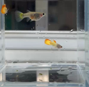 Orange koi glass berry (1 pair)