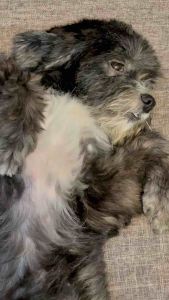 Cirofurri Gentle Ear Drops for Dogs & Cats – Cleans & Freshens | Non-Medicated Ear Cleanser (120ml)