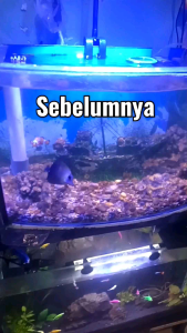 Protein Skimmer DIY Aerator Akuarium Laut Tanpa Aerator