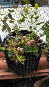 30405055cm Air prunning pot set控根器Plant Root Control Trainer Fast Root Grow