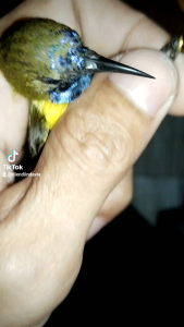 Ring Konin(kolibri)sogonpleci dewasa .10pcs . requst nama