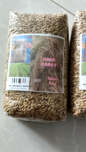 Jual bibit padi gogo padi pilihan gabah