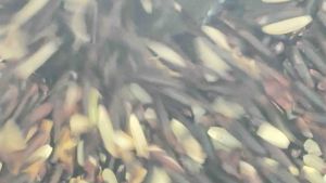 ข้าวเจ้าหอมเพชรราตรี ขนาด500กรัมสีกล้อง แพคสูญญากาศปลอดสารพิษ หอม นุ่ม อร่อย