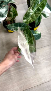 Alocasia Nairobi Night Variegatedขายแบบไข่เพาะชำชำส่งในถ้วยอบอย่างดี