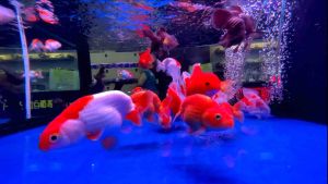 Ultra Fresh GoldFish Ultra Color Fish Food Enchace Colour Makanan Ikan Emas Ranchu Oranda Fish Food