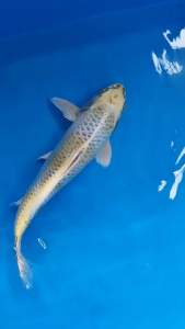 JAPAN KIRIN KOI 35cm from MARUSEI FARM ( very rare and unique koi )  cost 1388  + shipping 50