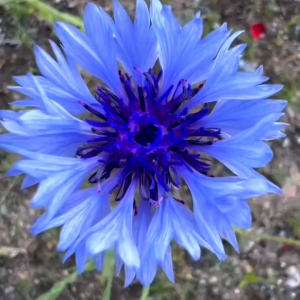 (KEMASAN PREMIUM) BIJI | BENIH BUNGA CORN FLOWER (isi -+300 Butir)