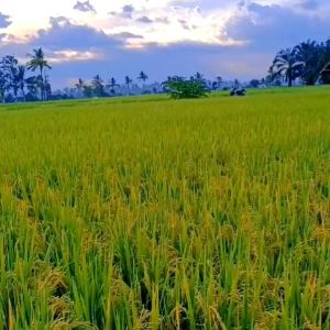 (1kg) Benih Padi DENOK TAIWAN Bibit padi unggul kualitas super