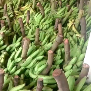 Kripik Keripik Pisang Asin Cemilan Alami - My Snack 910