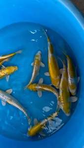 Genuine Japan Koi Lemon Hariwake from Yamasam Farm 18-19cm